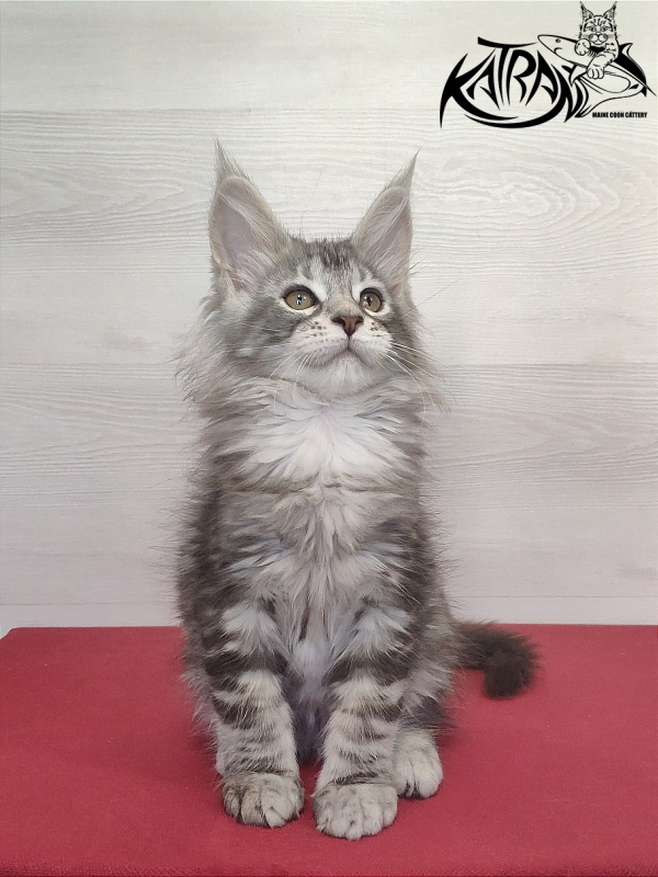 Katran Quana - Kitten maine-coon 2 months