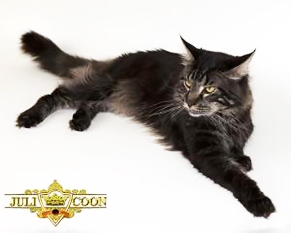 Duran Duran Seventh Fleet - maine-coon