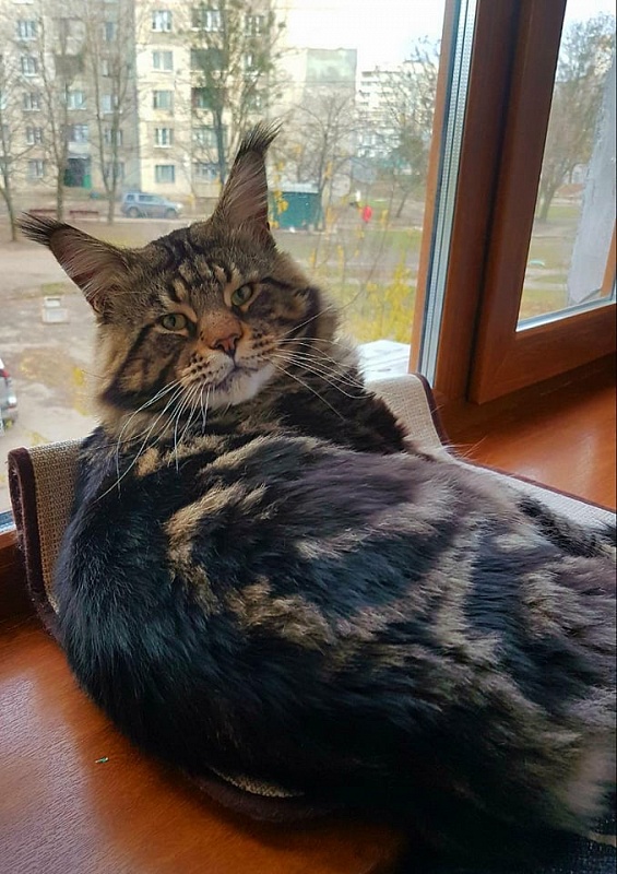 Big Boss Juli Coon - maine-coon