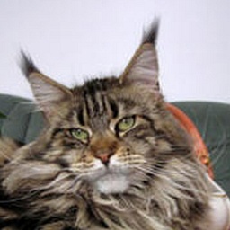 Emy-Shou vom Monchswalder Berg