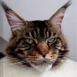 Langstteich's DD'Esperanto