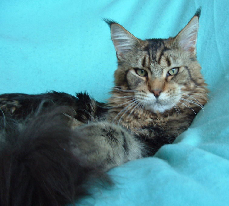 Coonforest Diva's Boy Bowie - maine-coon