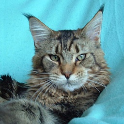 Coonforest Diva's Boy Bowie