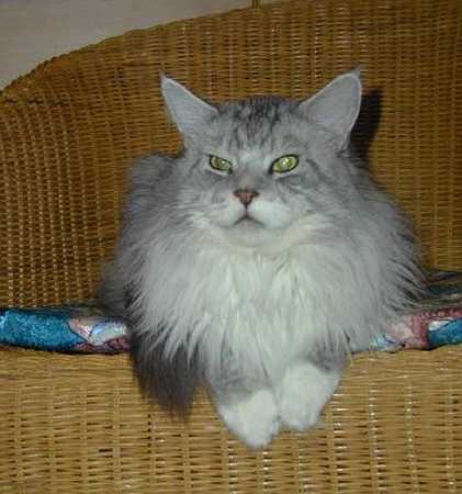 Love Hulen's Michigan of Langstteich's - maine-coon