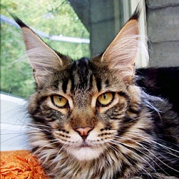 Langstteich's Rihanna