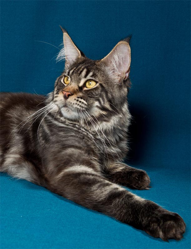 Langstteich's Finale - maine-coon
