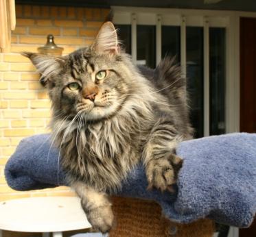 Kenntucky of Koi Pond - maine-coon