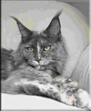 Langstteich's P'Salsa - мейн-кун