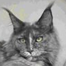 Langstteich's P'Salsa