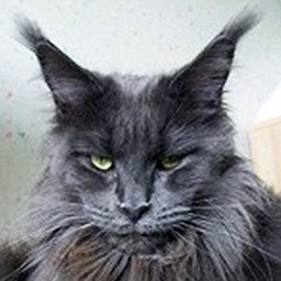 Langstteich's Bella Fantastica