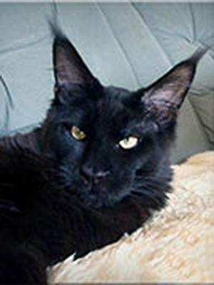 Langstteich's Black-Out - мейн-кун