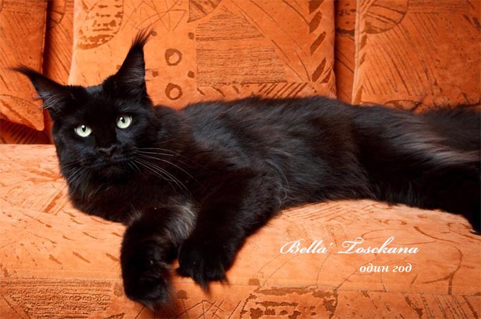 Langstteich's Bella'Toscana - мейн-кун