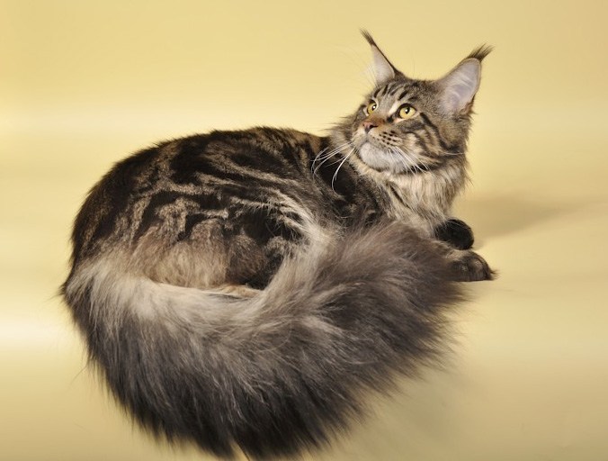 Bekkercoon I'Big Boy - maine-coon