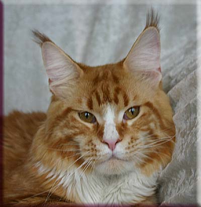 Timaracoon Redclif of ParadiseIsland - Adult maine-coon 1 year 1 month 4 weeks
