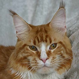 Timaracoon Redclif of ParadiseIsland