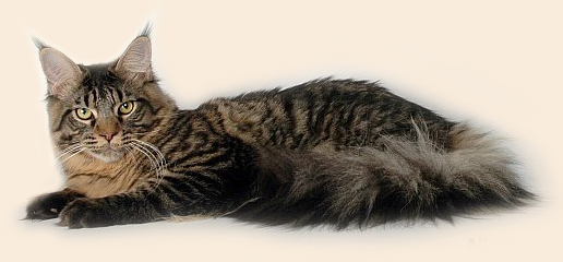 Timaracoon's Las-Vegas - мейн-кун