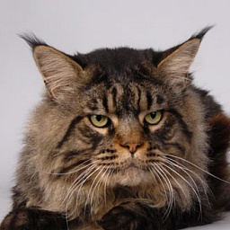 Timaracoon's Las-Vegas