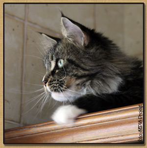 Dasti Duch Eksatazy - мейн-кун