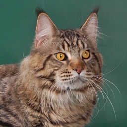 Russi Mystic Elisey Catsvill County