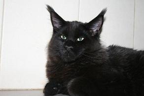 Cool Motion's Amarango - Кошеня мейн-кун 6 місяців 1 тиждень