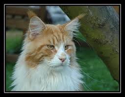 Bourbon of Baydar - мейн-кун