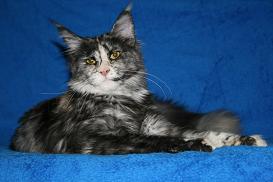 Cool Motion's Xenia - Junior maine-coon 7 months