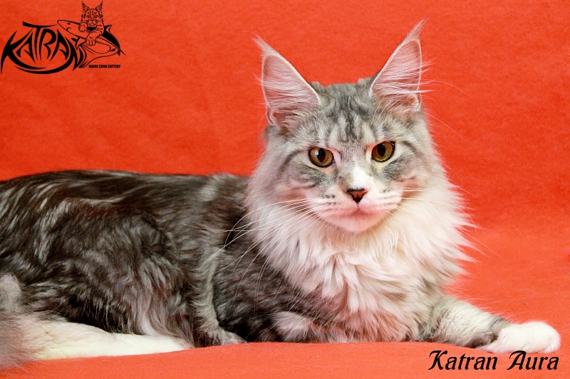 Katran Aura - Adult maine-coon 1 year