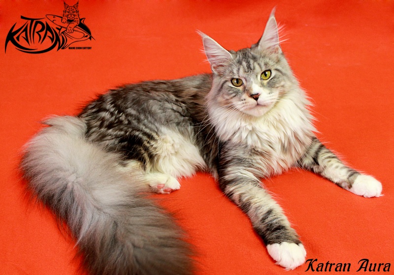 Katran Aura - Adult maine-coon 1 year