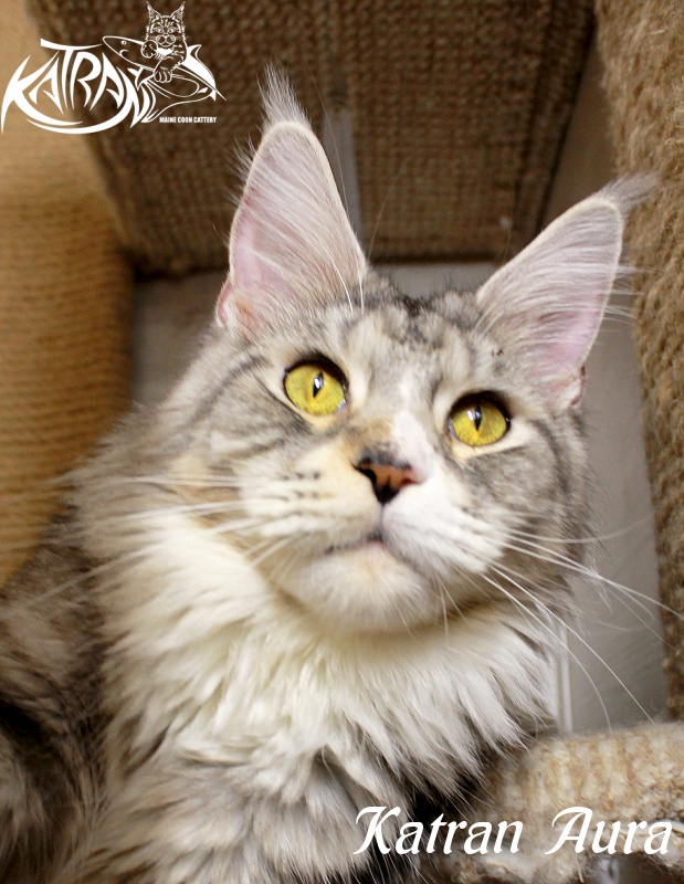 Katran Aura - Adult maine-coon 1 year 1 month 1 week