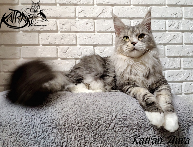 Katran Aura - Adult maine-coon 2 years 4 months 4 weeks