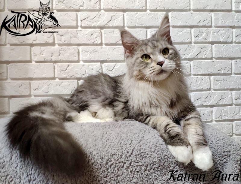 Katran Aura - Adult maine-coon 2 years 4 months 4 weeks