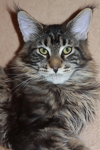 Hard Rock Krasnyi Dar - мейн-кун