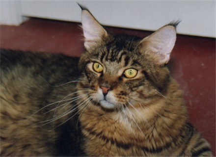 Megacoon Rocking Cyrus - мейн-кун