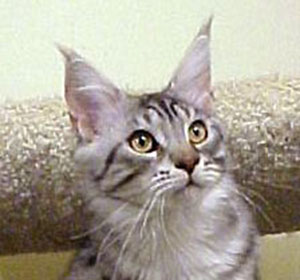 Willowplace Okefenokee - maine-coon