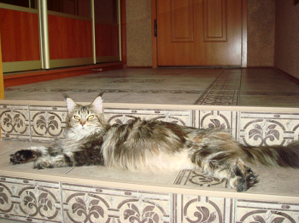 Willowplace Forest Queen - мейн-кун