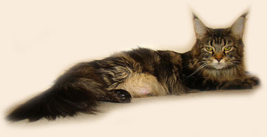 Lioncoon Foxy - мейн-кун