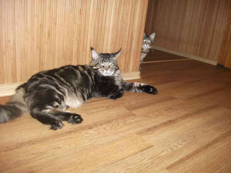 Bombey Lord Coon - мейн-кун