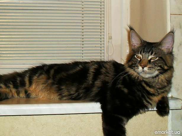 Bombey Lord Coon - мейн-кун