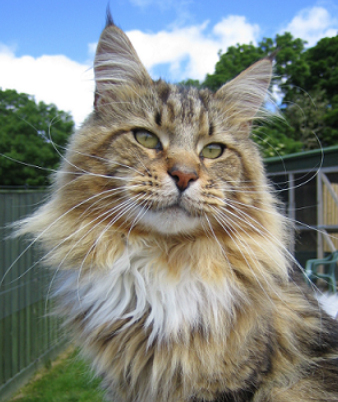 Lacocoon Hey Jude - maine-coon