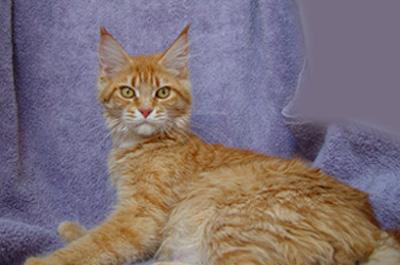 Alwaro Penelope - maine-coon