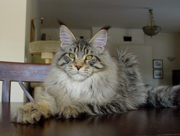 Alwaro Kennedy - Junior maine-coon 7.5 months