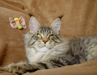 Alwaro Kennedy - Junior maine-coon 7.5 months