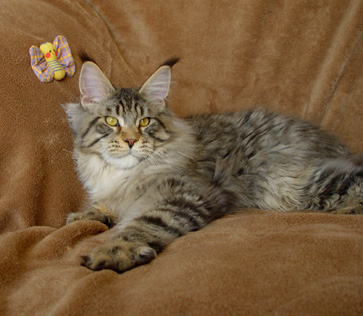 Alwaro Kennedy - Junior maine-coon 7.5 months