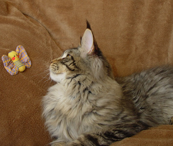 Alwaro Kennedy - Junior maine-coon 7.5 months