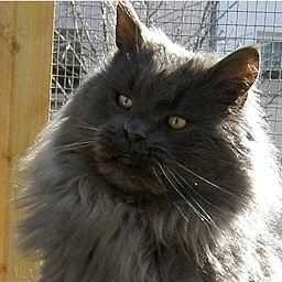 Top Gun of Summerplace