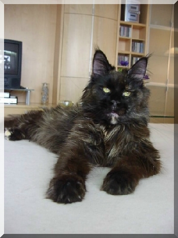 Xena of Gentle Lions - Adult maine-coon 3 years 9 months 3 weeks