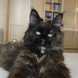 Xena of Gentle Lions