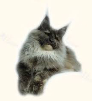 Big Giants Resort's Flamenco - maine-coon