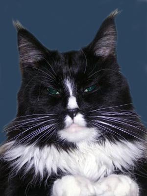 Top Coon Armani - мейн-кун