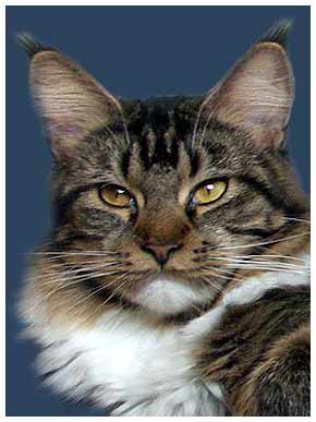 Mountain Lynx Dolly Dimple - мейн-кун